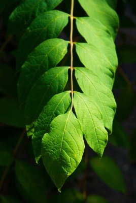 Decaisnea fargesii - dekaisnea Fargesova - list